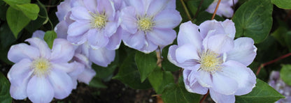 Clematis 'Hakuba' - Layered Petals