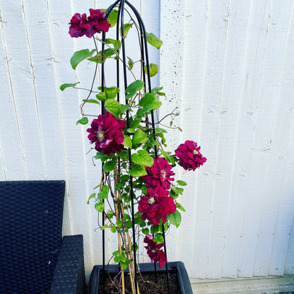 Clematis 'Charmaine'  Double Bloom Red