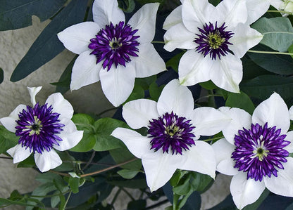 Clematis 'Florida Seboldii' - Double Bloom White and Purple