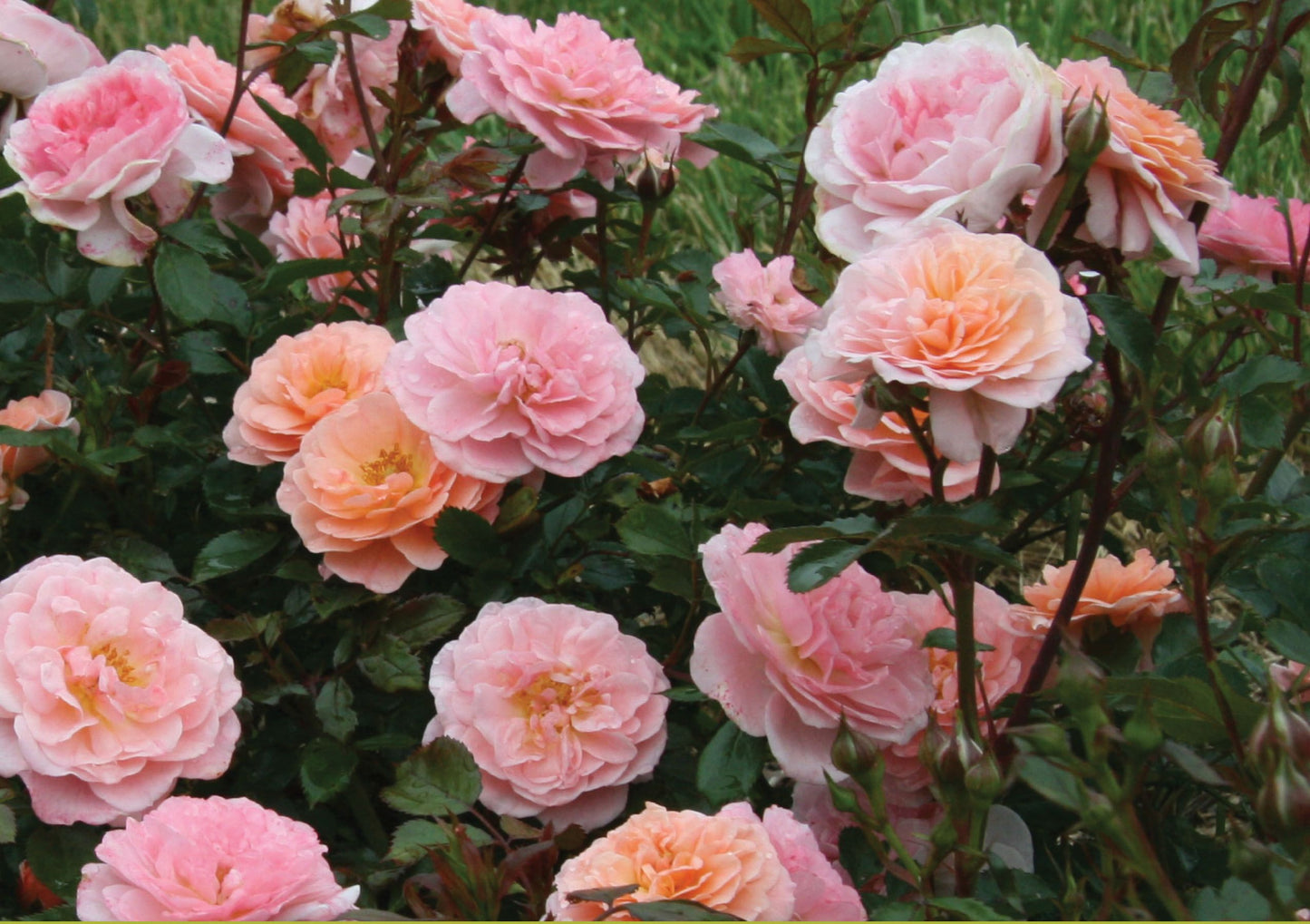 Rose - Groundcover - Apricot Drift