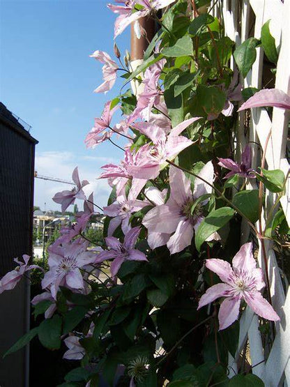 Clematis 'Hagley Hybrid' AKA 'Pink Chiffon' - Late Blooming