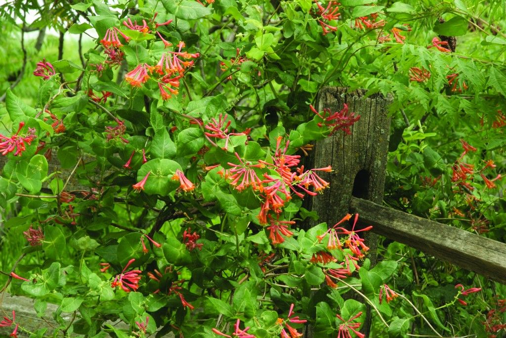 Honeysuckle - Dropmore Scarlet