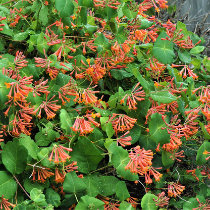 Honeysuckle - Dropmore Scarlet