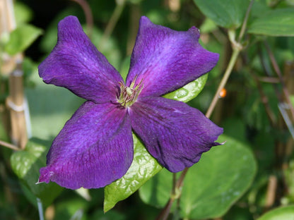 Clematis 'Jackmanii Superba'