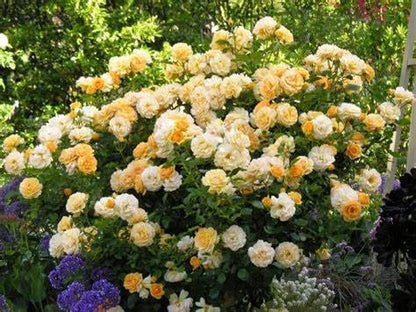 Rose Patio Tree - Kordes - Floribunda - Julia Child