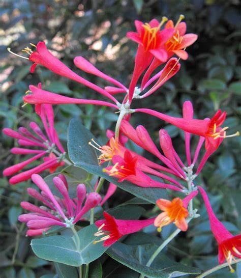 Honeysuckle - Dropmore Scarlet