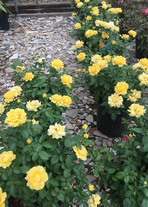 Rose Patio Tree - Kordes - Floribunda - Julia Child