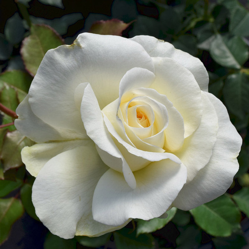 Rose - Shirley's Bouquet - Hybrid Tea