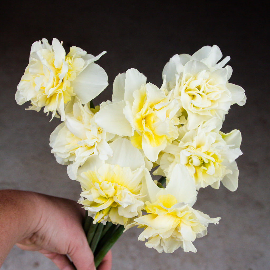 Daffodil - White Fluffle - Obdam