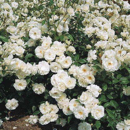 Rose - David Austin - Floribunda - Iceberg