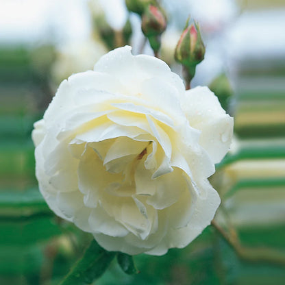 Rose Patio Tree - Iceberg - DavidAustin