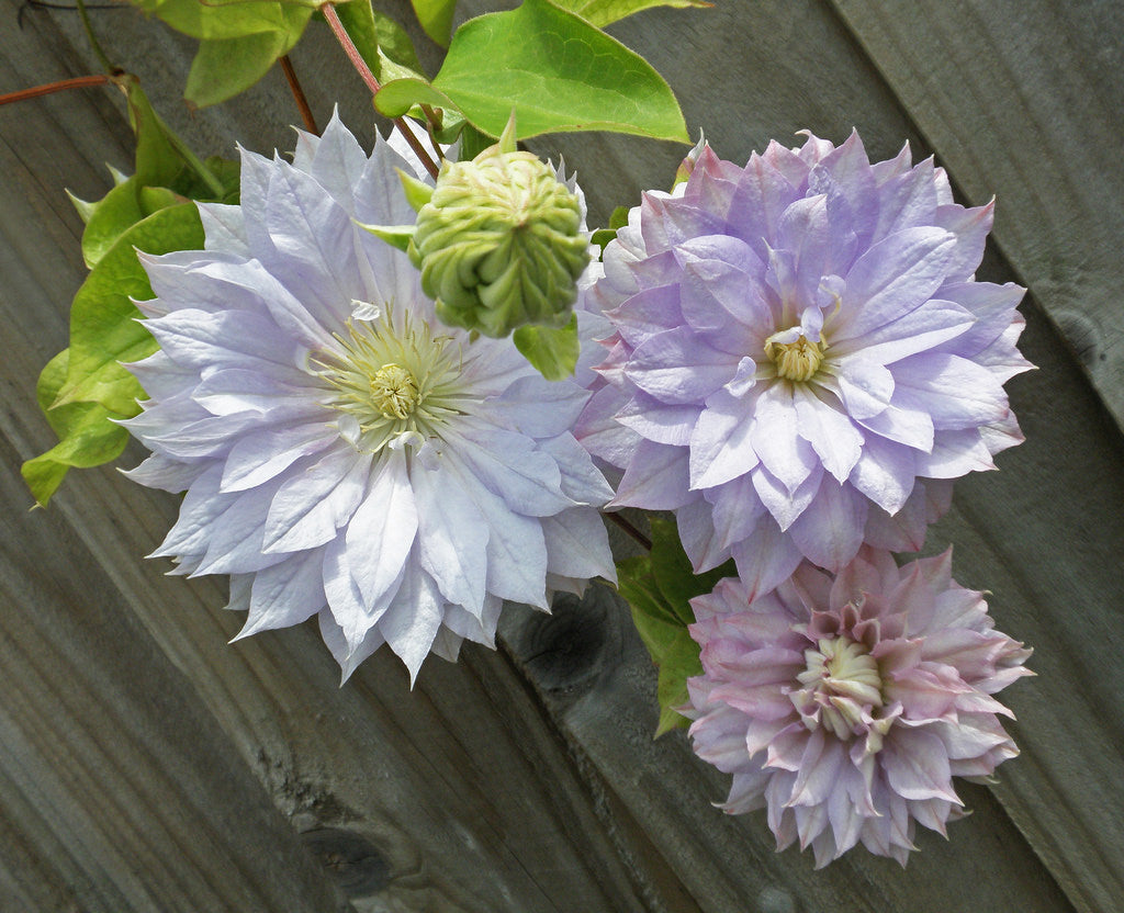 Clematis 'Belle of Woking' - Pale Lavender Pink Double Bloom