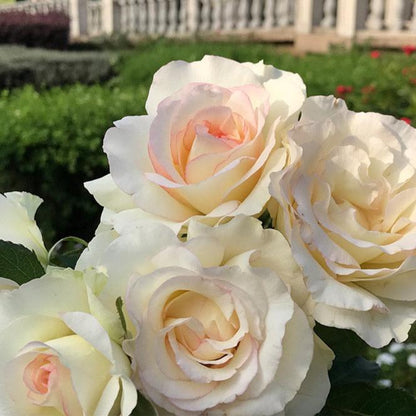 Rose - Shirley's Bouquet - Hybrid Tea