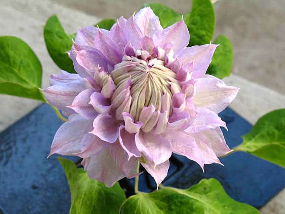 Clematis 'Belle of Woking' - Pale Lavender Pink Double Bloom