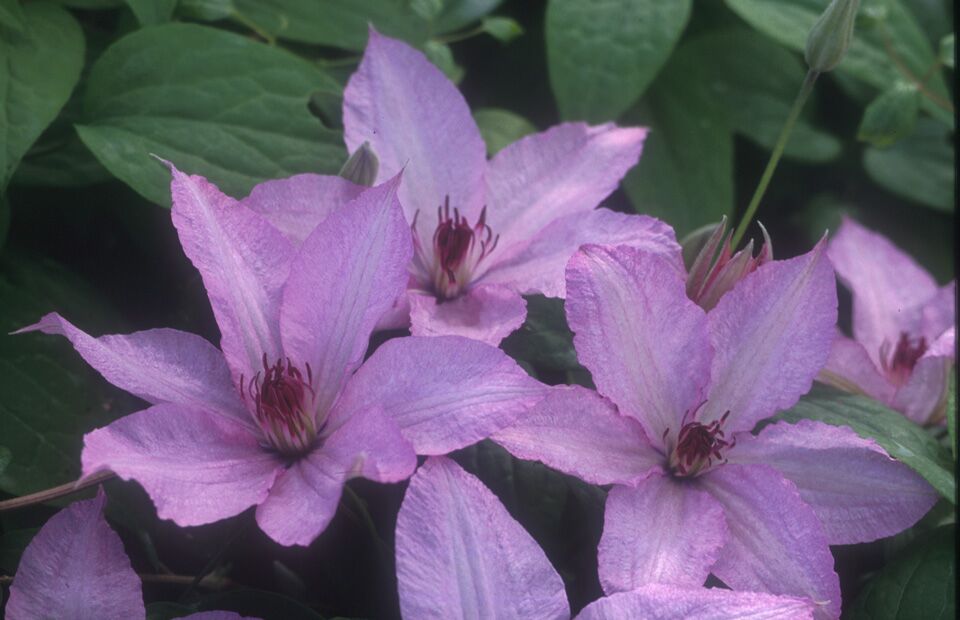 Clematis 'Hagley Hybrid' AKA 'Pink Chiffon' - Late Blooming