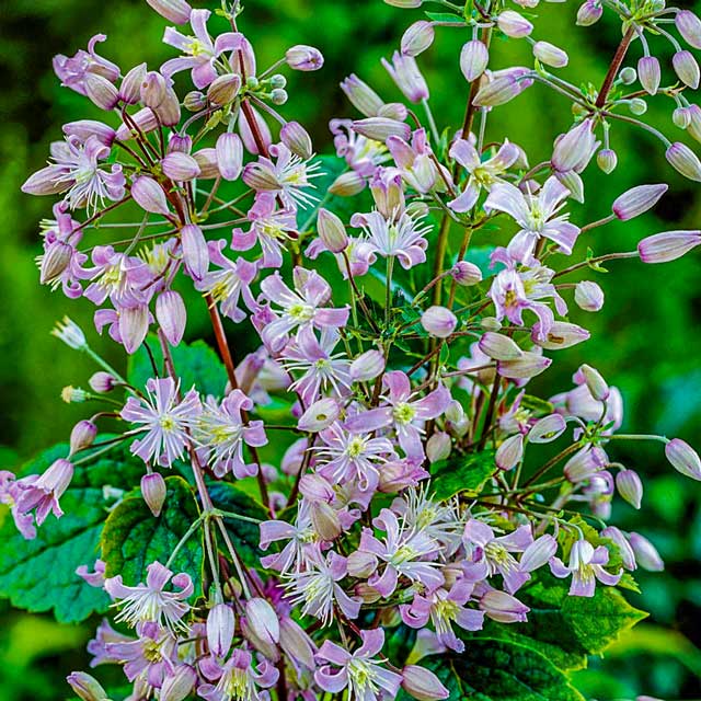 Clematis 'Heracleifolia' – 'Mrs. Robert Brydon'