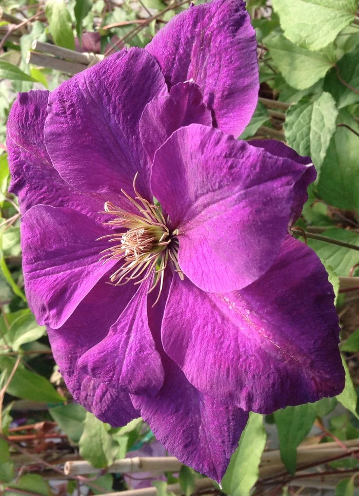 Clematis 'Perrin's Pride'