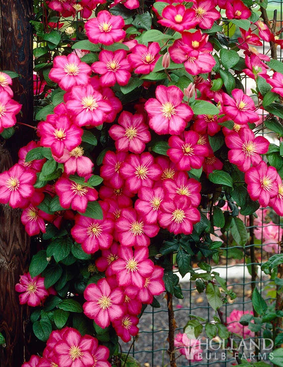 Clematis 'Ville De Lyon'