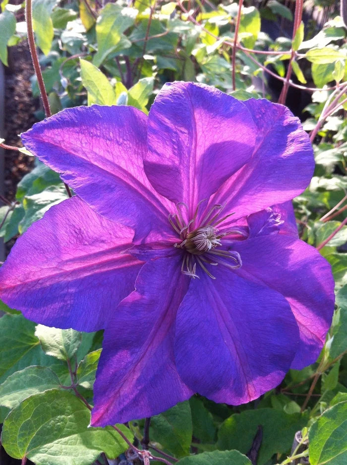 Clematis 'Perrin's Pride'