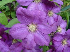 Clematis 'Perrin's Pride'