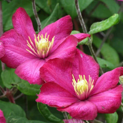 Clematis 'Ville De Lyon'