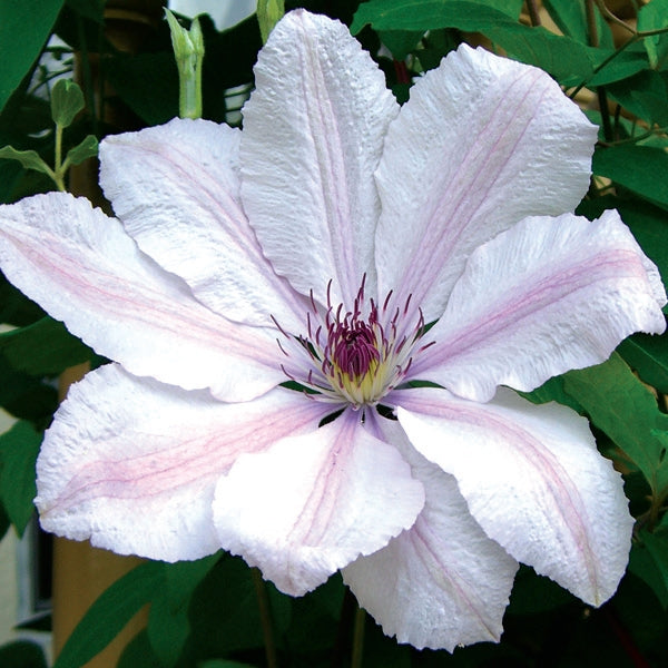 Clematis 'John Paul II'