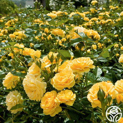 Rose Patio Tree - Kordes - Floribunda - Julia Child