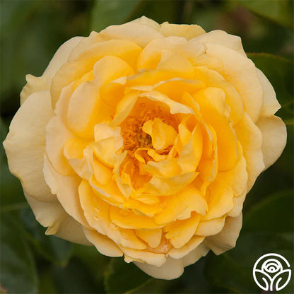 Rose Patio Tree - Kordes - Floribunda - Julia Child