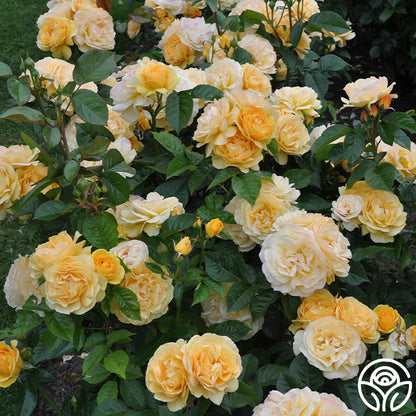 Rose - Kordes - Floribunda - Julia Child