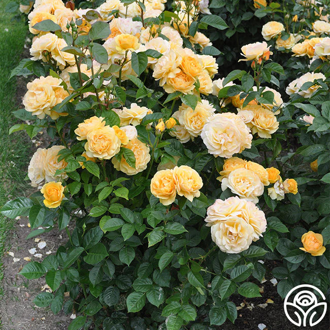 Rose Patio Tree - Kordes - Floribunda - Julia Child