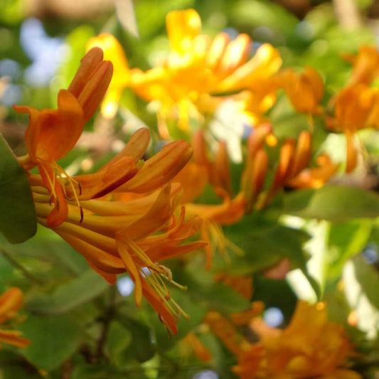 Honeysuckle - Mandarin Orange