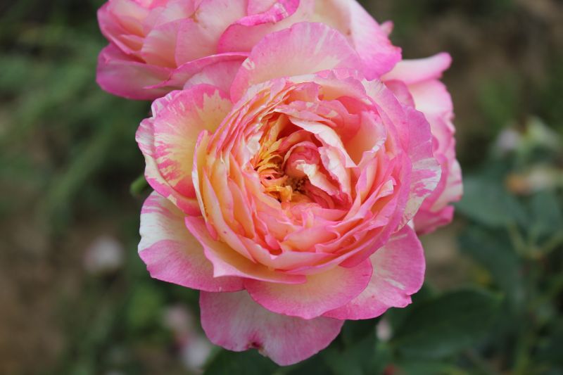 Rose - Marc Chagall - Floribunda