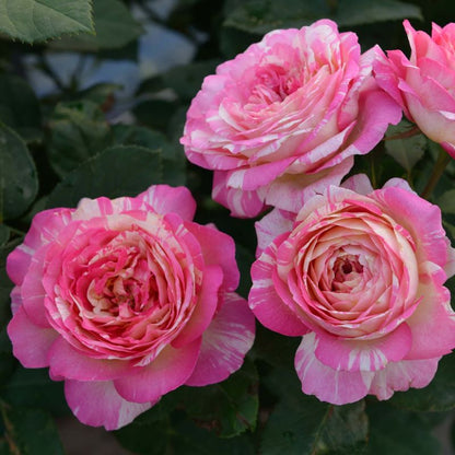 Rose - Marc Chagall - Floribunda