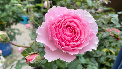 Rose - Scentuous - Floribunda