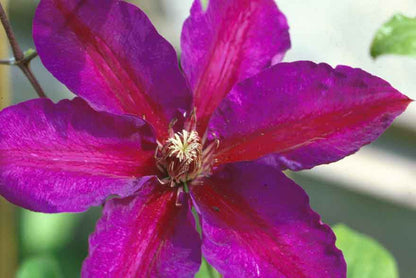 Clematis 'Mrs. N. Thompson'