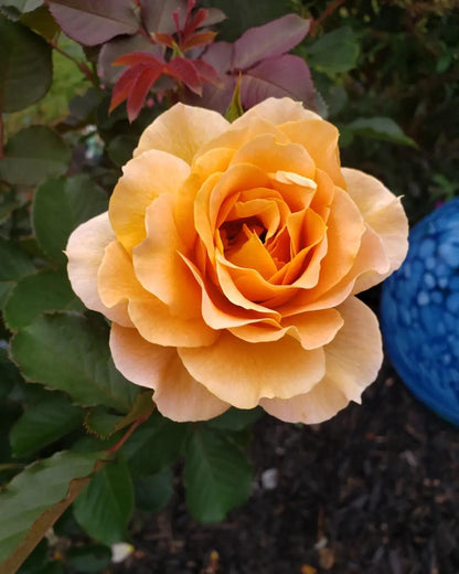 Rose - Medallion - Hybrid Tea