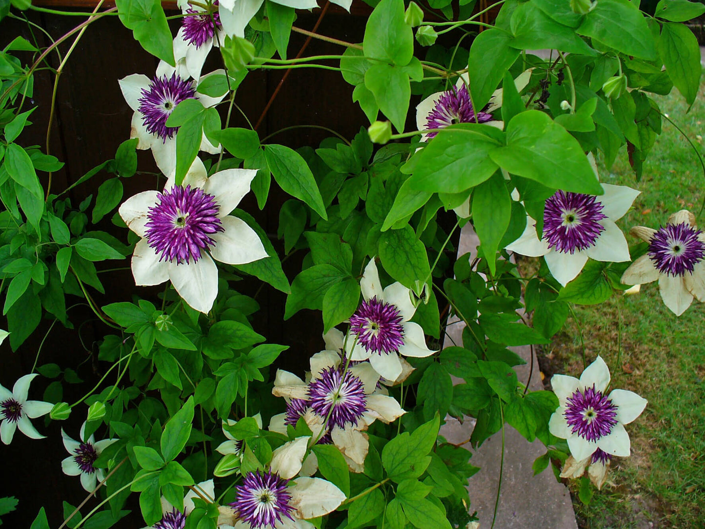 Clematis 'Florida Seboldii' - Double Bloom White and Purple