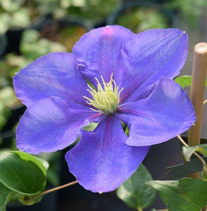 Clematis 'General Sikorski'