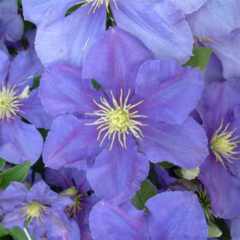 Clematis 'General Sikorski'