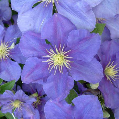 Clematis 'General Sikorski'