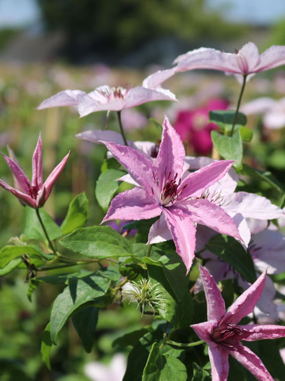 Clematis 'Hagley Hybrid' AKA 'Pink Chiffon' - Late Blooming