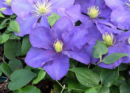 Clematis 'General Sikorski'