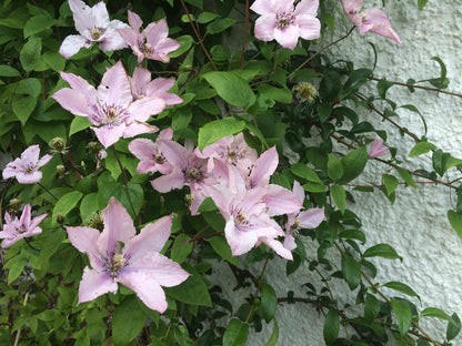 Clematis 'Hagley Hybrid' AKA 'Pink Chiffon' - Late Blooming