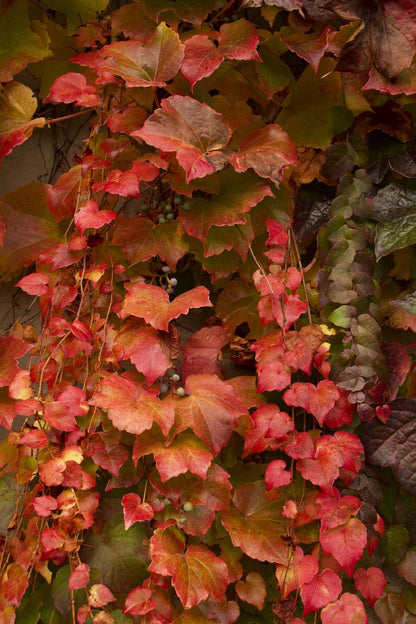 Boston Ivy - Fast growing Vine