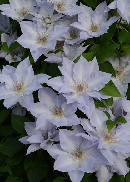 Clematis 'Tranquilite'