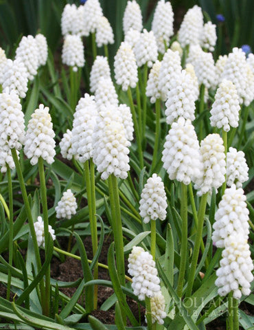 Muscari - Grape Hyacinth - White Pearl Maiden