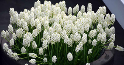 Muscari - Grape Hyacinth - White Pearl Maiden