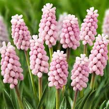 Muscari - Grape Hyacinth - Blushing Maiden