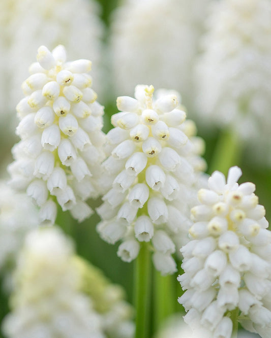 Muscari - Grape Hyacinth - White Pearl Maiden