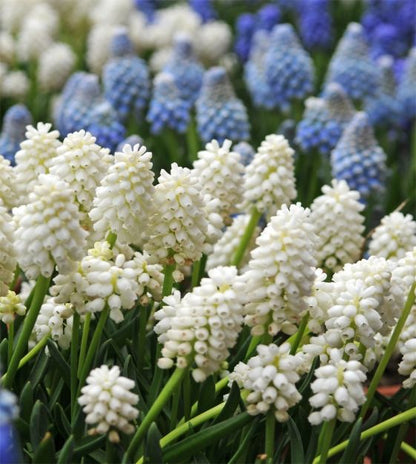 Muscari - Grape Hyacinth - White Pearl Maiden